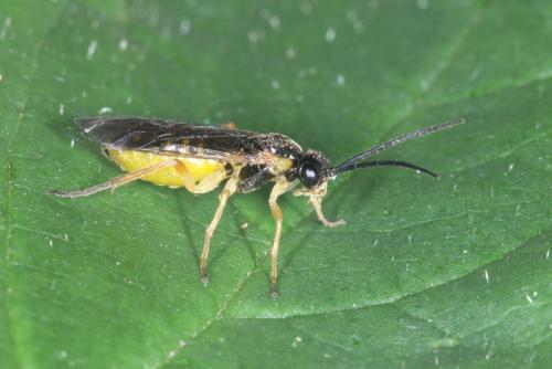 Euura spiraeae